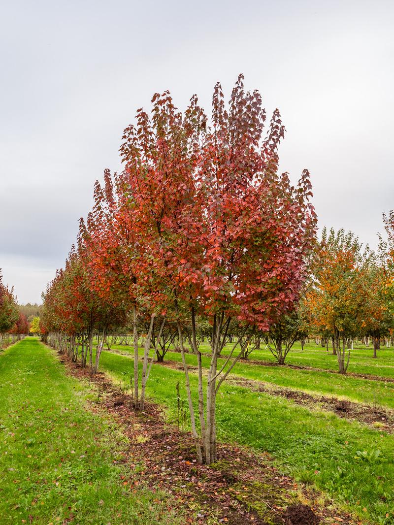 Jak zrobić screena na Acer