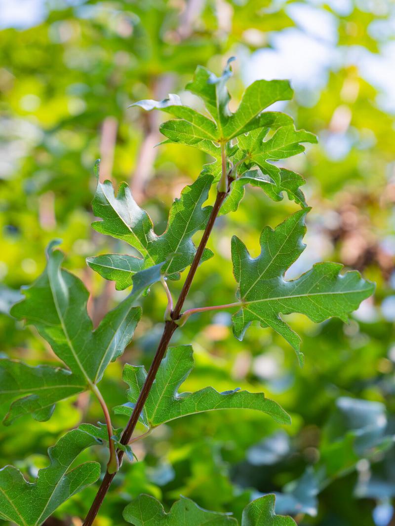 Personalizacja ustawień laptopa Acer